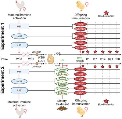 Transgenerational Effects of Maternal Immune Activation on Specific Antibody Responses in Layer Chickens